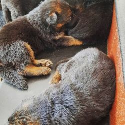 German shepherd puppies, kochi