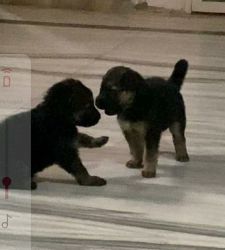 GSD puppies for sale