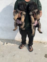 German shepherd puppies 40days