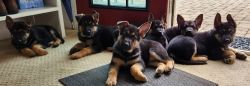 AKC German Shephard Puppies For Sale Maryland