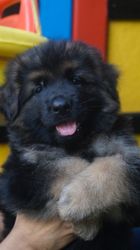 Pure GSD puppies for sale