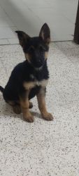 GSD pup Available