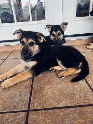 Two female German shepherd puppies for sale