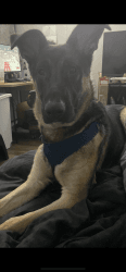 9 month German shepherd dog needs new home