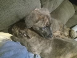 3 puppies ready for new home