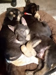 Full Breed GSD Puppies
