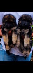 Gsd long coat puppies male and females