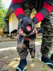 Original long coat German shepherd puppy for sale in Ranchi Jharkhand