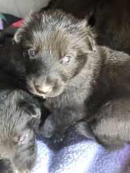 Purebred black German shepherd puppies