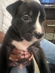 German pit mix Puppies for sale