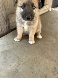 boy puppy for sale