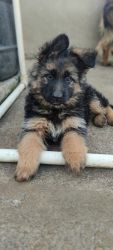 Show quality GSD puppies