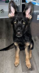 German Shepard Puppy For Sale