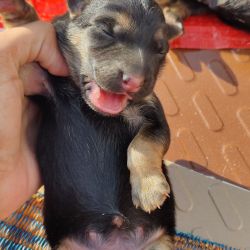 Exciting Offer on new born Puppies