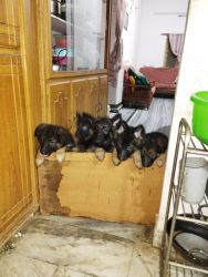 German shepherd puppies good quality for sale