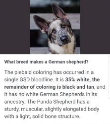Rare German shepherd ( piebald/black )