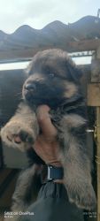 German shepherd & Beagle puppies available