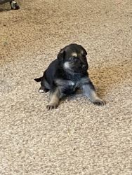 AKC Registered Male German Shepherd Puppy with white collar