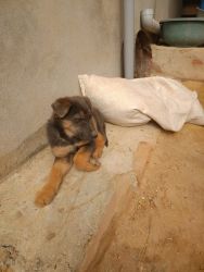 German shepherd one month baby for sell