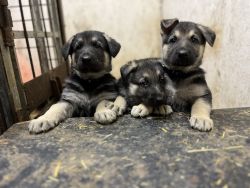 6 week old German Shepherd Puppies