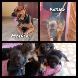 German Shepard mix breed puppies for sale