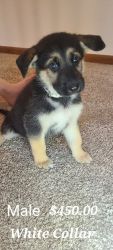 German Shepard/Husky puppies for sale