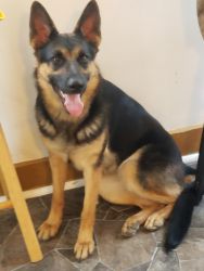 2 year old German Shepherd female (will be 2 in January), with papers