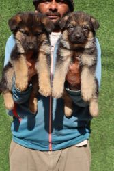 Trust Kennel German Shepherd Pups Availability In Delhi