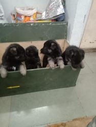 Indian Army Guard Dog's puppies