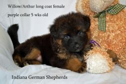 Long Coat German Shepherd Puppies West German lineage currently 5wks