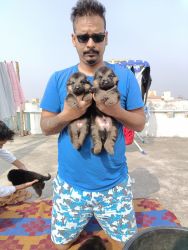 German shepherd Puppies for sale in Kolkata only