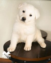AKC German Shepherd puppies for sale!!