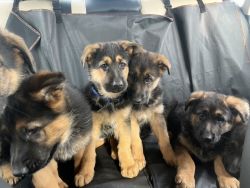 AKC German Shepherd Pups Ready to go!