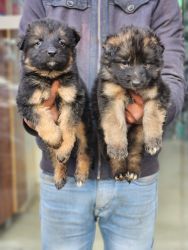 Trust Kennel GermanShepherd Puppies Available For Sale