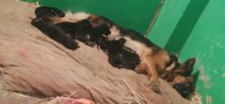 7 german shepherd puppies