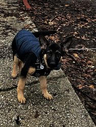4 month German Shepherd puppy for sale