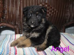 Angel AKC puppy