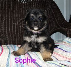 AKC German shepherd Sophie