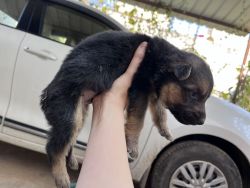 GSD puppies in need of a home