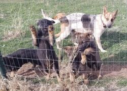 Rare German shepherd puppies