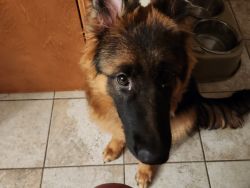 Long hair German Shepherd 6mo old full blooded all shots even rabies