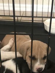 Puppies for sale free