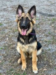 AKC German Shepherd puppies available NOW!!