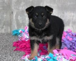 Super Cute & Adorable German Shepherd puppies for sale