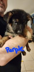 Female GSD available Pensacola, FL