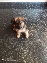 Sell of new cute dog