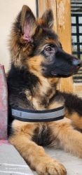 German shepherd 4months puppy for sale