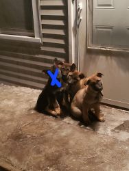 3 male German Shepherd puppies
