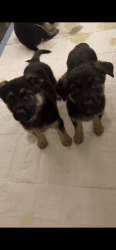 Purebred German Shepard Puppies