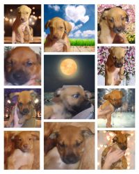 Rehoming 5 mixed breed puppies